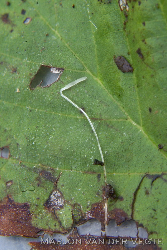 Clavaria s.l. - Clavaria s.l. Clavaria s.l. - Clavaria s.l.